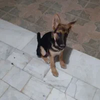 سگ اصیل ژرمن|سگ|شاهینشهر, گرگاب|دیوار