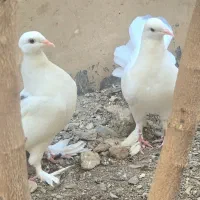 کبوتر تزئینی دم چتری پرپا|پرنده|قم, پردیسان|دیوار