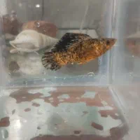 ماهی و آکواریوم|ماهی|دزفول, |دیوار