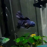 ماهی گلدفیش اُرکید تیل بوفالو گُلد تاپ گرید|ماهی|تهران, نعمتآباد|دیوار