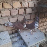 کبوتردمگیرکاکل