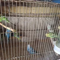 مرغ عشق  برای فروش