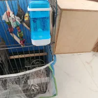 عروس هلندی جفت با جوجه|پرنده|شیراز, شهرک بهار|دیوار