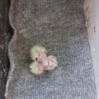 جفت عروس هلندی با سه جوجه سه چهار روزه