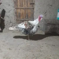 یک عدد بوقلمون نر