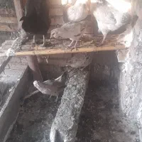 گلین و محلی|حیوانات مزرعه|سنگدوین, |دیوار