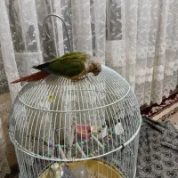 گرینچیک|پرنده|تربت‌حیدریه, منظر|دیوار