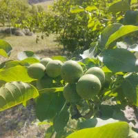 فروش نهال سماق وگردو ضمانتی سردشت|خدمات باغبانی و درختکاری|سردشت, |دیوار