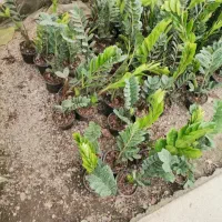 گل سیار در محل پیک رایگان