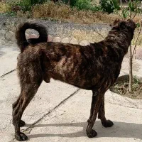 واگذاری سگهای گوسفندی و نگهبان واقعی