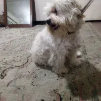 سگ پشمالو|سگ|نسیم‌شهر, |دیوار