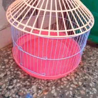 خرگوش لوپی با قفس|موش و خرگوش|زاهدان, |دیوار