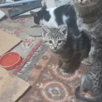 واگذاری رایگان بچه گربه|گربه|مراغه, |دیوار