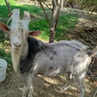 چپش(نر بز)|حیوانات مزرعه|مهریز, |دیوار