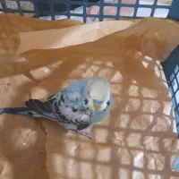 مرغ عشق پیدا شده نسیم شهر