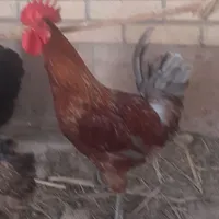خروس جوان خوش فرم،سالم