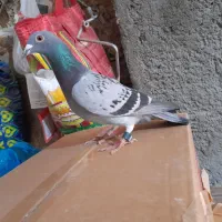 پلاکی مسابقه ای