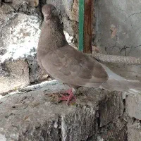 کفتر دم سفید