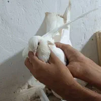 کبوتر|پرنده|بندرلنگه, |دیوار