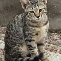 واگذاری گربه ۴ماه|گربه|پاکدشت, پاکدشت (مامازند)|دیوار