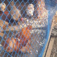 مرغ و خروس مینیاتوری|پرنده|سلمانشهر, |دیوار