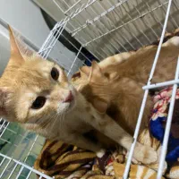 مادر با ۲عدد بچه گربه واگذار میشه شرایط واگذاری