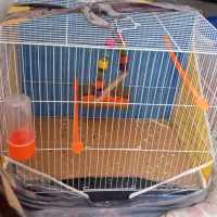 قفس پرنده عروس هلندی ، مینا با لوازم