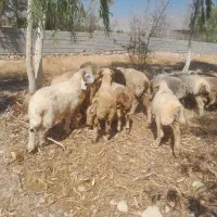 فروش ۵۶ راس بره نر ترکی کل دنبه جفتی ۸۵کیلو میش