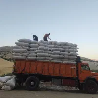 کاه|لوازم جانبی حیوانات|کلاشی, |دیوار