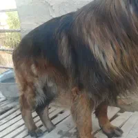 سگ ژرمن نر مو بلند بلک فیس