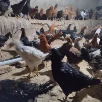 مرغ و خروس سالم