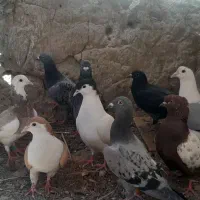 کفتر نر|پرنده|هامون, |دیوار