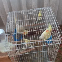 یک جفت عروس هلندی نر و ماده|پرنده|کیاشهر, |دیوار