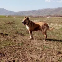 سگ‌خوب|سگ|ملایر, |دیوار