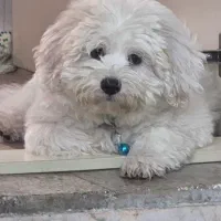 دوعدد سگ  نر و ماده  شیتزو و پامر