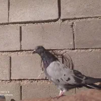 کبوتر پرشی بشرت|پرنده|بروجن, |دیوار