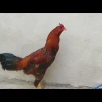 خروس لاری