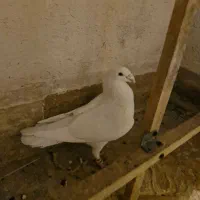 کبوتر هومر یا کله اسبی|پرنده|پرند, فاز ۴|دیوار