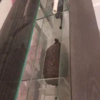 آکواریم با میز ام دی اف نوع|ماهی|شیراز, بالا کفت|دیوار