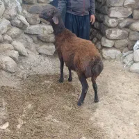 بره قوچ همو دامازلیخ