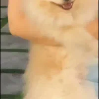 سگ گمشده|حیوانات|تهران, مجیدیه|دیوار