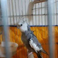 عروس پاریس وایت فیس نر