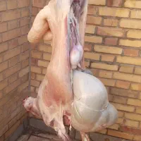 قصاب سیار قصابی گاو گوسفند در محل