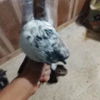 کفتر پرشی و پلاک جفت