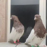 کبوتر