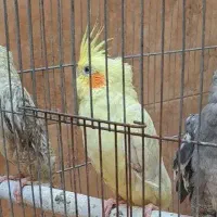عروس هلندی|پرنده|رشت, پل تالشان|دیوار