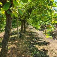 چند کارگر جوان زرنگ برای کار در باغ با جای خواب