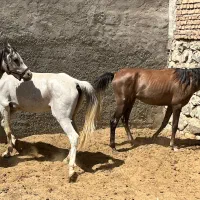 اسب نژاد ترک وعرب به بالاترین قیمت
