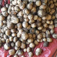 سیب زمینی سانتا ۱۴۰۲|خوردنی و آشامیدنی|چادگان, |دیوار