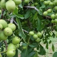 توزیع نهال گردو فرنور پیوندی